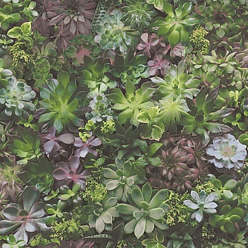 Galerie Wallcoverings Product Code 7322 - Evergreen Wallpaper Collection - Multicolor Colours -  